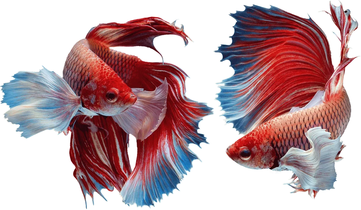 Pair of betta fish, Tinkertorium studio motif